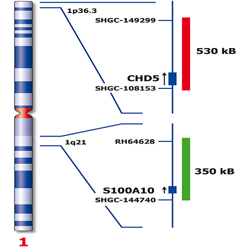 RUO - 1q21 / SRD - ISH Probes - Molecular Pathology