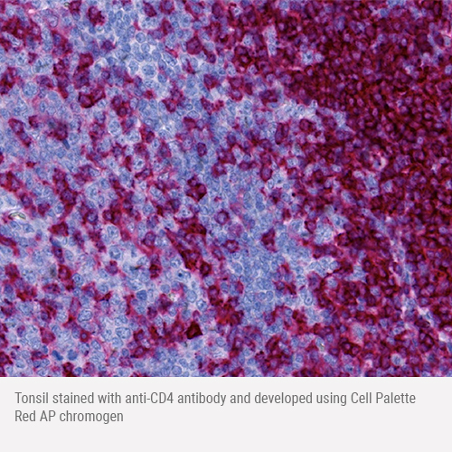 Cell Palette RBY Chromogen Combination Kit photo produit Side View L