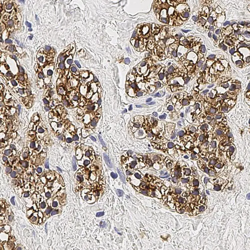 Parathyroid Hormone Produktfoto Front View S